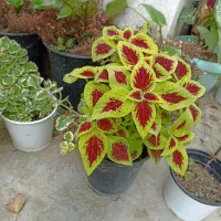 گل طبیعی
