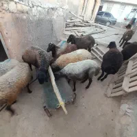 بره|حیوانات مزرعه|کوهدشت, |دیوار