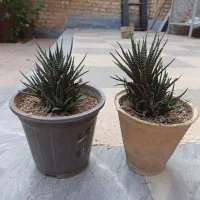 کاکتوس
