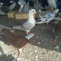 6تا کبوتر