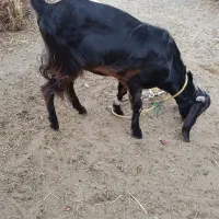 گوسفند ماده