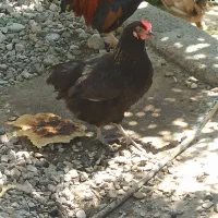 مرغ تخم گذار