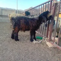سلام تعداد۱۰تا بره جفتی ۶۵ کیلو دارم فروش نقد