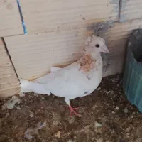 تهرانی کاکلی