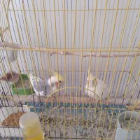 عروس هلندی