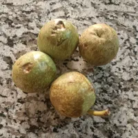 گردو تازه