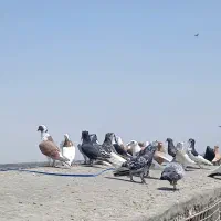 کفتر بوم رنگه