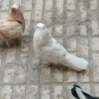 کفتر