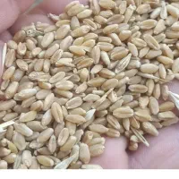 گندم محلی 700 کیلو