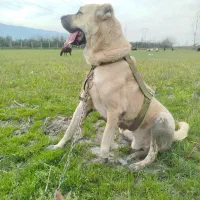 حیوان 2/5 ساله سرابی