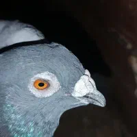 کبوتر ن گ نجه فروشی