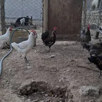 خروس چاق و سرحال محلی|حیوانات مزرعه|بندر کنگان, |دیوار