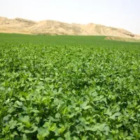 یونجه چین چهارم