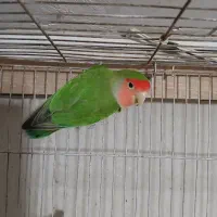 کوتوله برزیلی