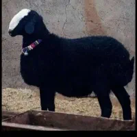گوسفند فروشی درپرند حومه شبانه روزی