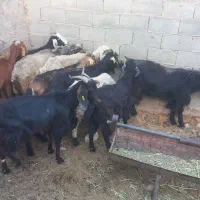 سلام فروش میش بز کهره نر چاق
