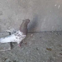 سر سرخ و زاغ دم سفید
