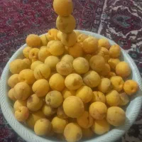 نهال زردالو