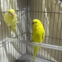 یک جفت مرغ عشق