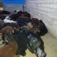 فروش 76راس بره