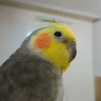 عروس هلندی نر