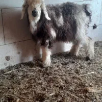 ۲ عدد بره ماده افشاری و لری