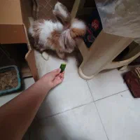 خرگوش