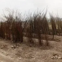 نهال فروشی سنگین آبادی واقع درمیدان بلال قروه