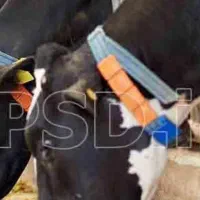جذب نیروی کار جهت کار در گاوداری