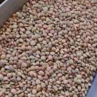 عدس محلی پاک شده