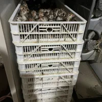 فروش جوجه بوقلمون برنز و بوربون یکروزه