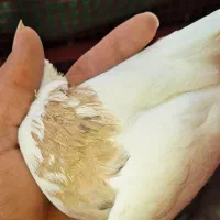 طوقی|پرنده|اندیمشک, |دیوار