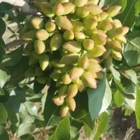 کودارگانیک کروا افزایش40 درصدی تناژ