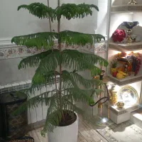 کاج مطبق