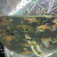 ماهی گوپی *مولد*