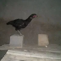 مرغ
