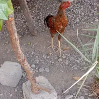خروس چابهاری به فروش  میرسد