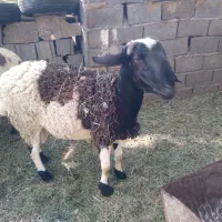 فروش بره  چاق برای دیگ محرم