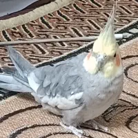 عروس هلندی