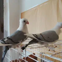 جفت جوجه طاووسی