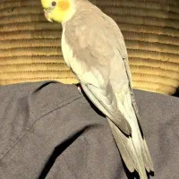 پرنده گم شده