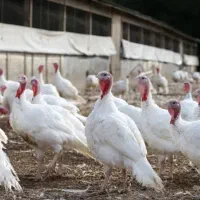 بوقلمون پروار سفید