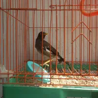 مینا نر جوونه تازه به حرف با ادب مشتی