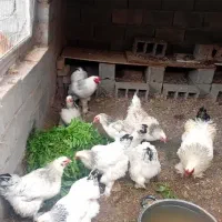 تخم نطفه دار برهما مرغ خروس جوجه