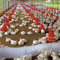 جوجه گوشتی راس308/کاپ/ارین/پلاس