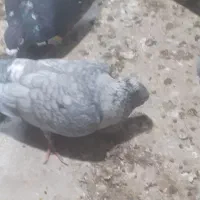 نقره ای روی تخم وجوجه