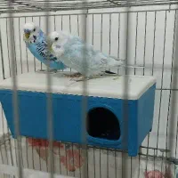دو جفت مرغ عشق سرحال