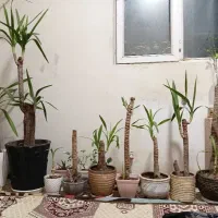 تعداد۱۷عددیوکا