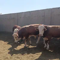 گوساله نرسیمتال چاق