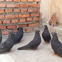 تعدادی زرد لیموی وسروروسیاه نوک سفید